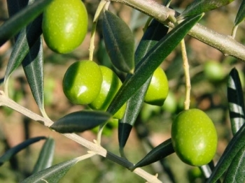 Zeytin meyvesi özütü kısa süreli uygulamada bile damar sertliği riskini azaltabiliyor